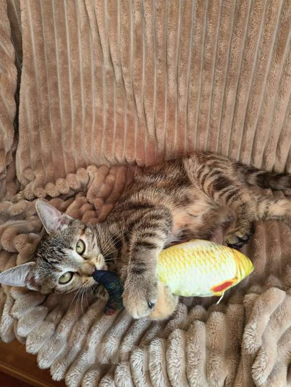 Кошки в Москве: Маленькое чудо ищет дом Девочка, Бесплатно - фото 3