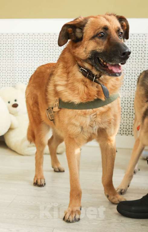 Собаки в Москве: Благодарный добряк пёс Родман в приюте Мальчик, Бесплатно - фото 3