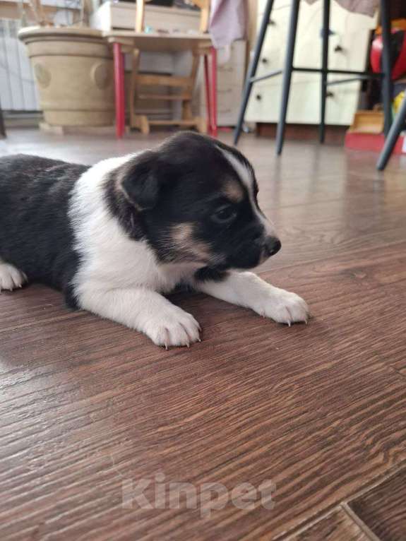 Собаки в других городах Красноярского края: Охранники Мальчик, 1 000 руб. - фото 2