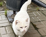 Кошки в Казани: Найдена белая кошка Девочка, Бесплатно - фото 2