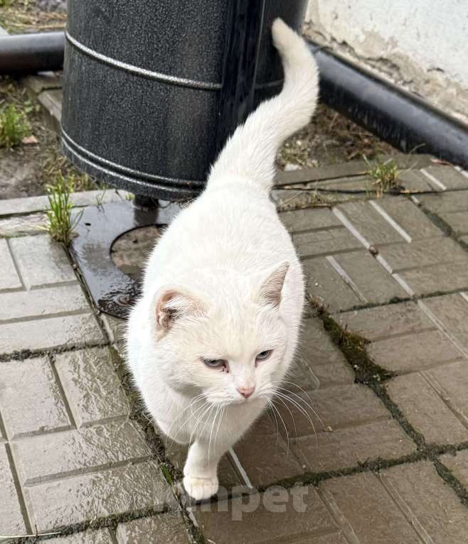 Кошки в Казани: Найдена белая кошка Девочка, Бесплатно - фото 2