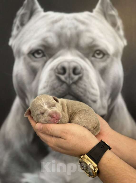 Собаки в Москве: Лиловые Щенки Американского Булли Девочка, 120 000 руб. - фото 2