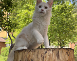 Кошки в Новосибирске: Котик мейн-кун Мальчик, Бесплатно - фото 1