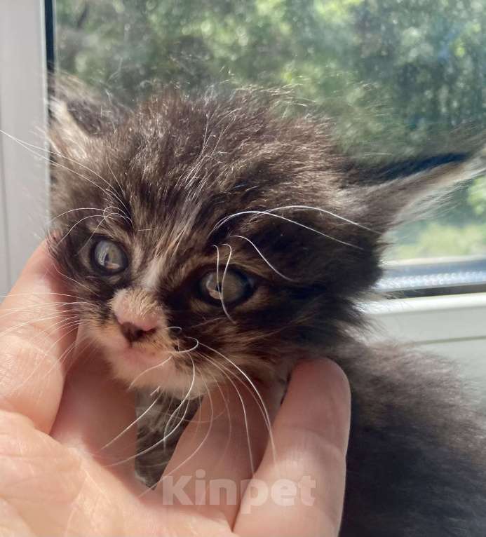 Кошки в Благовещенске: Котенок мальчик 1-1,5 месяца Мальчик, Бесплатно - фото 4