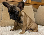 Собаки в Санкт-Петербурге: Шикарная девочка французского бульдога  Девочка, 40 000 руб. - фото 9