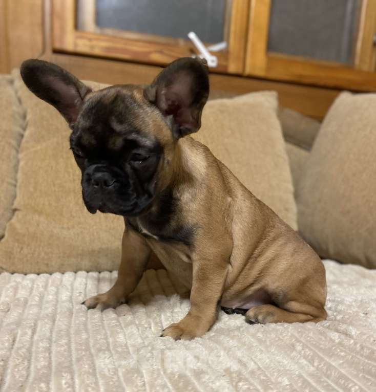 Собаки в Санкт-Петербурге: Шикарная девочка французского бульдога  Девочка, 40 000 руб. - фото 9
