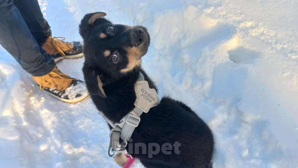 Собаки в Казани: Срочно помогите найти тёплый дом и доброго хозяина щенку!  Девочка, Бесплатно - фото 4