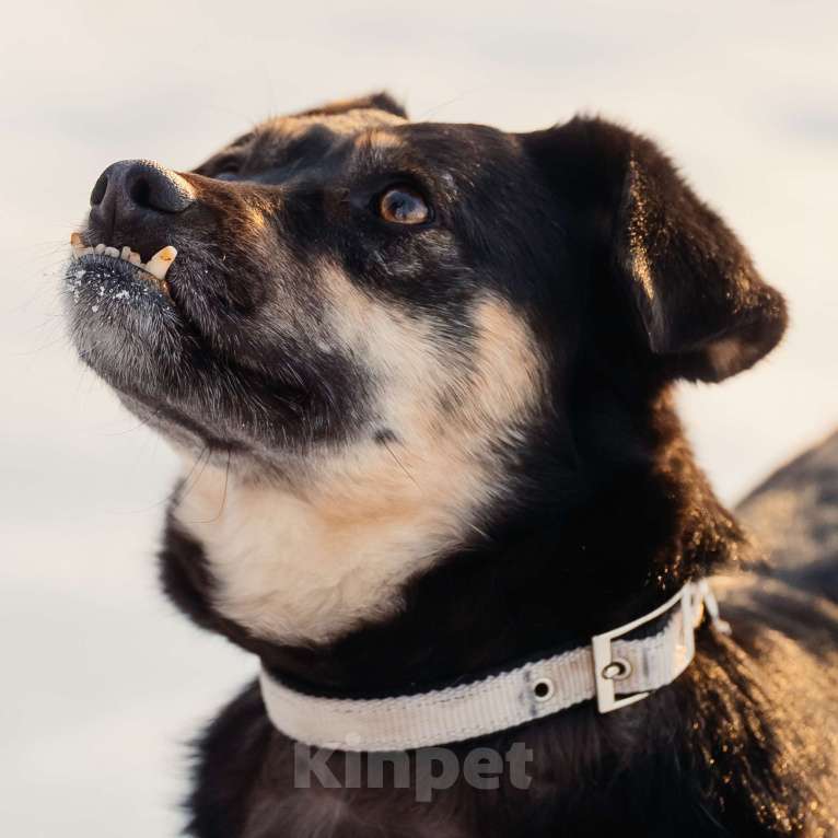 Собаки в Москве: Клико Девочка, Бесплатно - фото 2