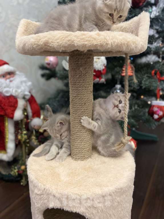 Кошки в Белгороде: Шотландская девочка Девочка, 10 000 руб. - фото 6