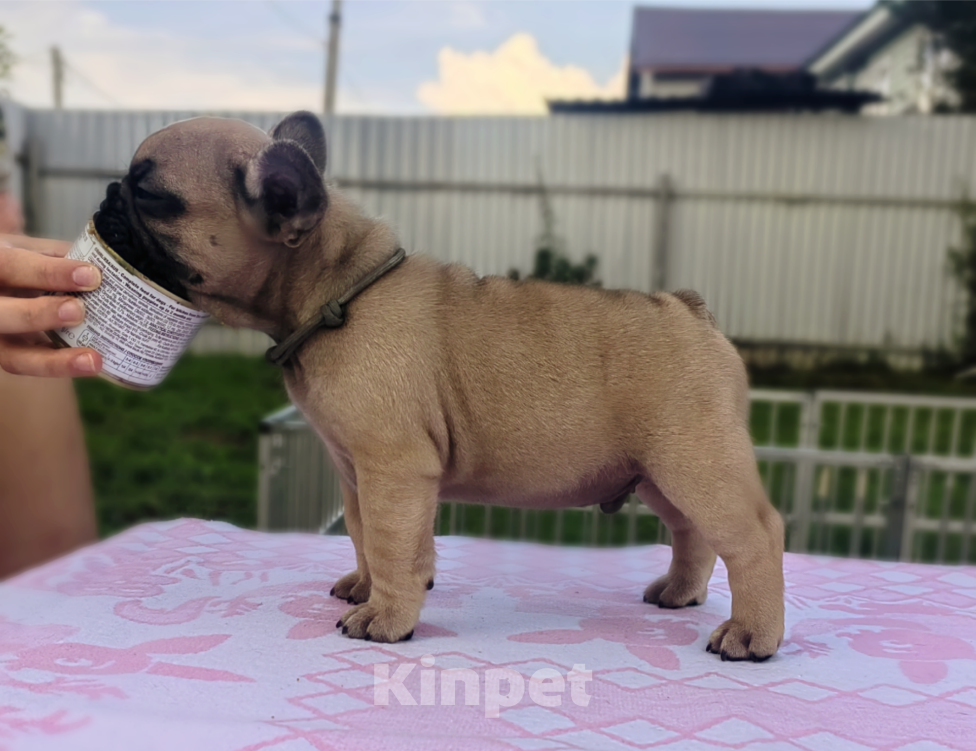 Собаки в других городах Московской области: Августин Мальчик, 85 000 руб. - фото 2