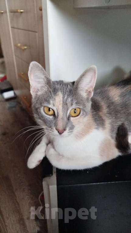 Кошки в Москве: Ласковая девочка в добрые руки Девочка, Бесплатно - фото 2