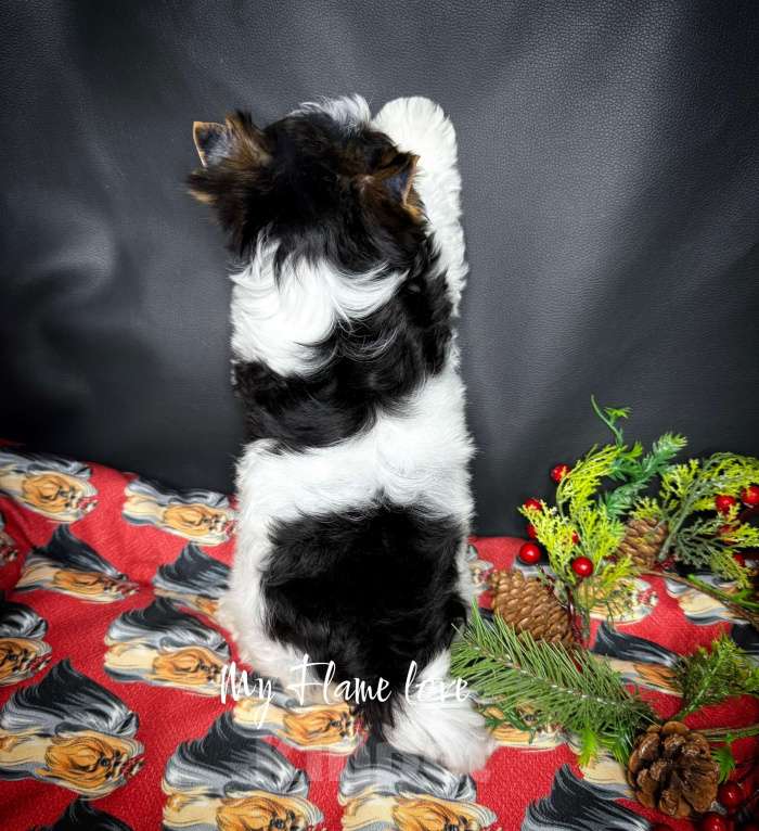 Собаки в Краснодаре: Мальчик Бивер, Документы РКФ Мальчик, 40 000 руб. - фото 5