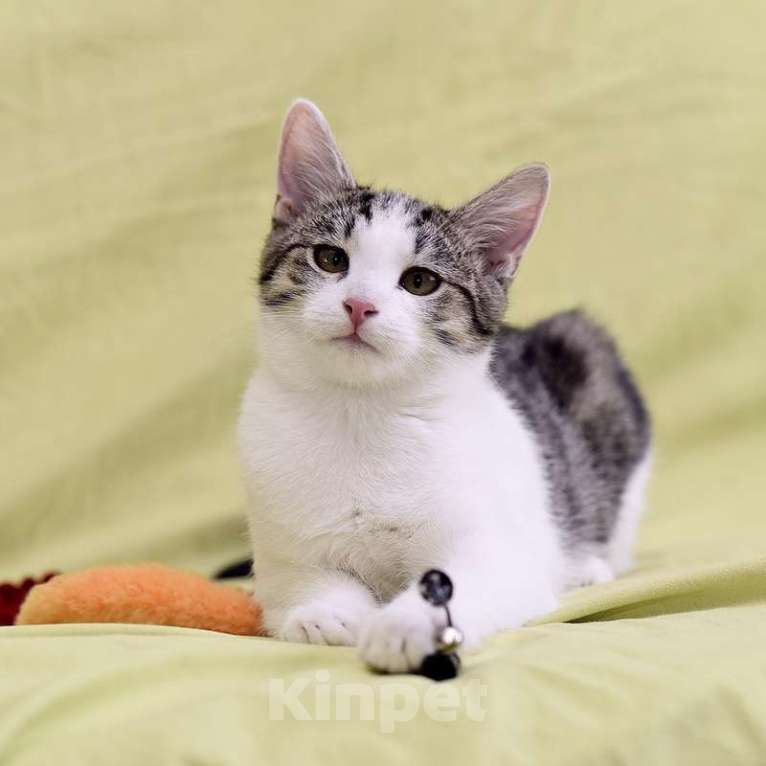 Кошки в Москве: Крис — главный приз! Котенок в добрые руки Мальчик, Бесплатно - фото 6