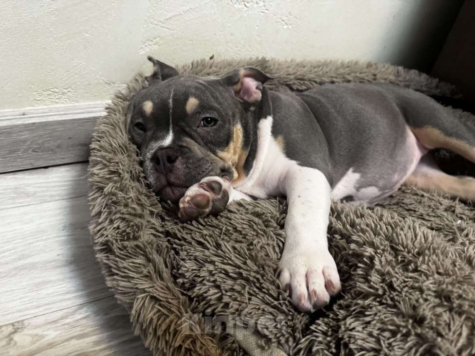 Собаки в Москве: Голубой триколор Девочка, 70 000 руб. - фото 8