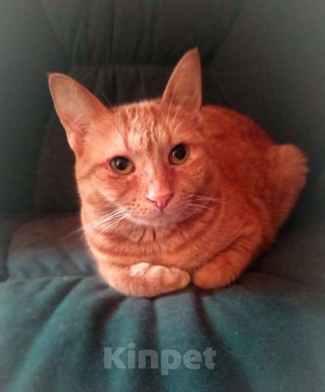 Кошки в Москве: Огненно-рыжая красотка кошка Злата ищет свою семью Девочка, Бесплатно - фото 2