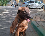 Собаки в Котельнике: Герда -собака редкого шоколадного окраса с идеальным характером! Девочка, Бесплатно - фото 2