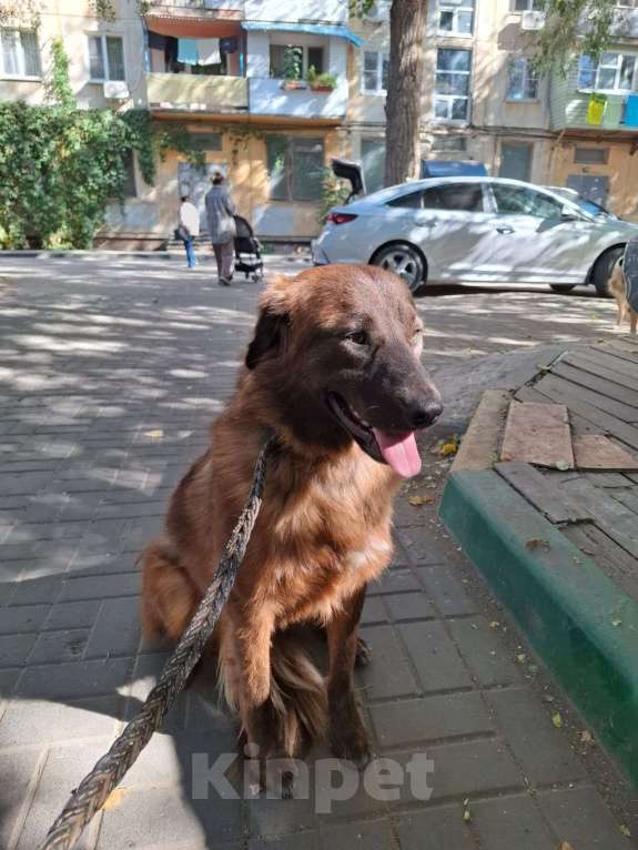 Собаки в Котельнике: Герда -собака редкого шоколадного окраса с идеальным характером! Девочка, Бесплатно - фото 2