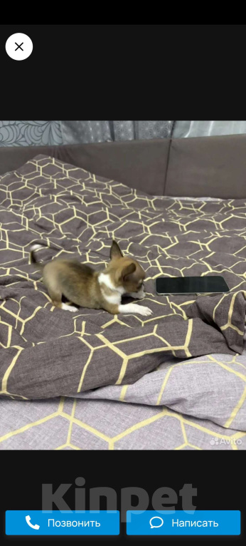 Собаки в Владивостоке: Чихуахуа  Девочка, 35 руб. - фото 3