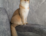 Кошки в Самаре: Британские котята Девочка, 30 000 руб. - фото 1