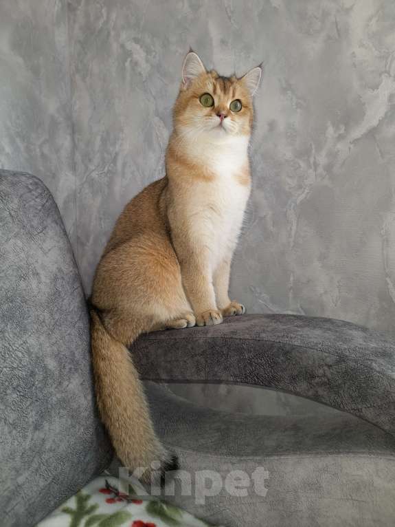 Кошки в Самаре: Британские котята Девочка, 30 000 руб. - фото 1