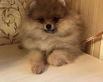 Собаки в Москве: Померанский шпиц мальчик Мальчик, 10 000 руб. - фото 1