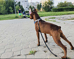 Собаки в Москве: Вязка Цвергпинчер, 8 999 руб. - фото 3