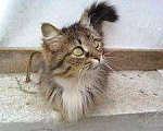 Кошки в Ливны: Пушистая красавица Лиза хочет быть единственной, Бесплатно - фото 7