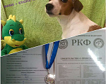 Собаки в Севастополе: Щенки Джек рассел терьер  Мальчик, 25 000 руб. - фото 9