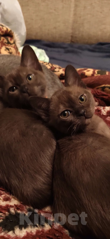 Кошки в Москве: Котята европейской бурмы Девочка, 50 000 руб. - фото 1