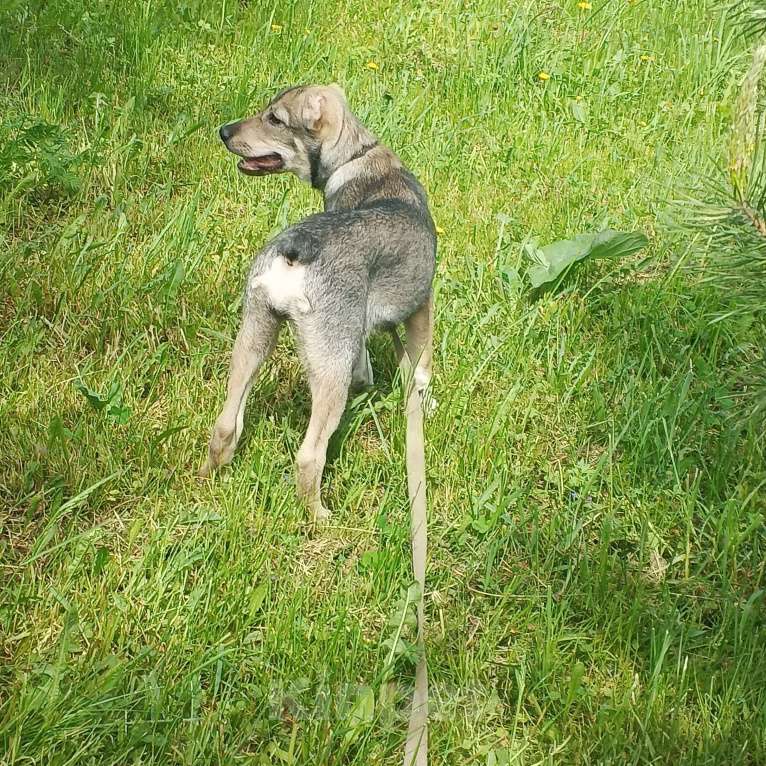 Собаки в Москве: Мини собака в добрые руки.  Девочка, 1 руб. - фото 4
