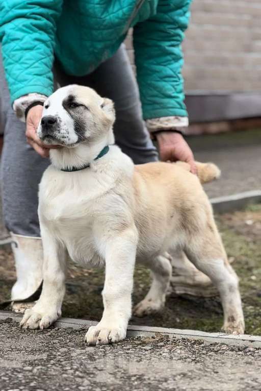 Собаки в Москве: Щенок Среднеазиатской овчарки Девочка, Бесплатно - фото 4