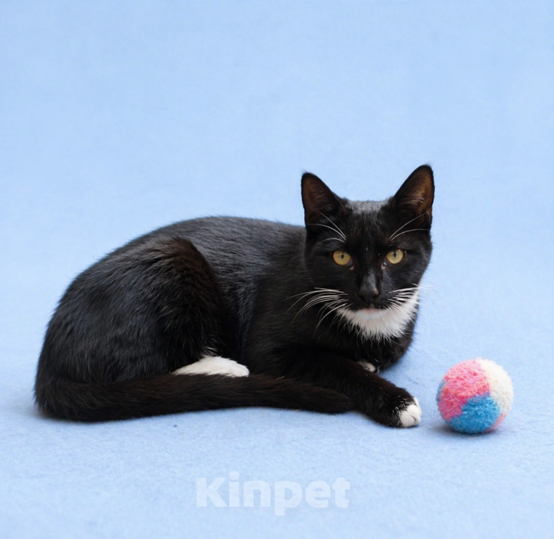 Кошки в Москве: Крошику нужен дом Мальчик, Бесплатно - фото 2