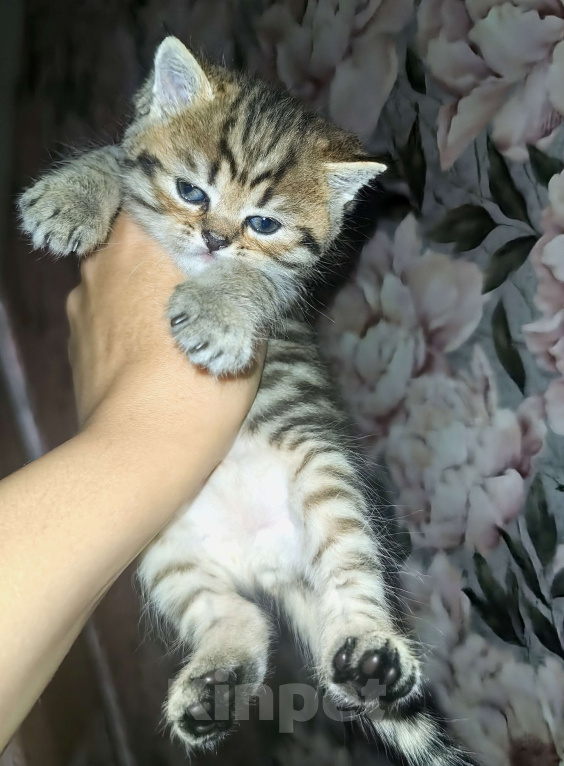 Кошки в Сочи: Шотландский прямоухий котёнок Мальчик, 10 000 руб. - фото 1