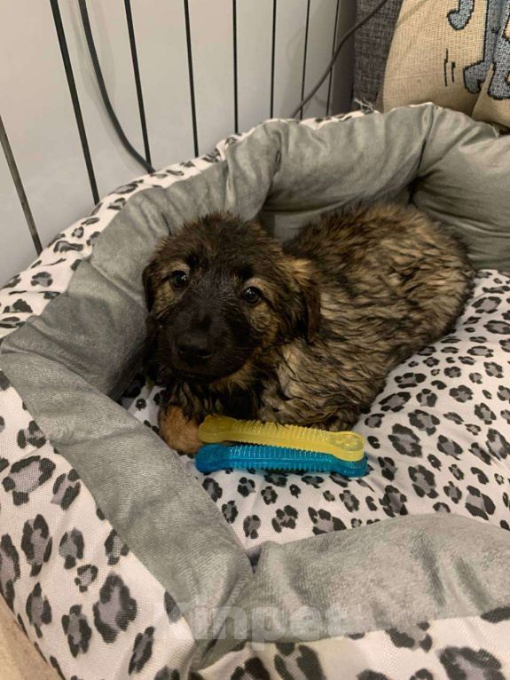 Собаки в Москве: Щенок девочка 2 мес ищет семью Девочка, Бесплатно - фото 4