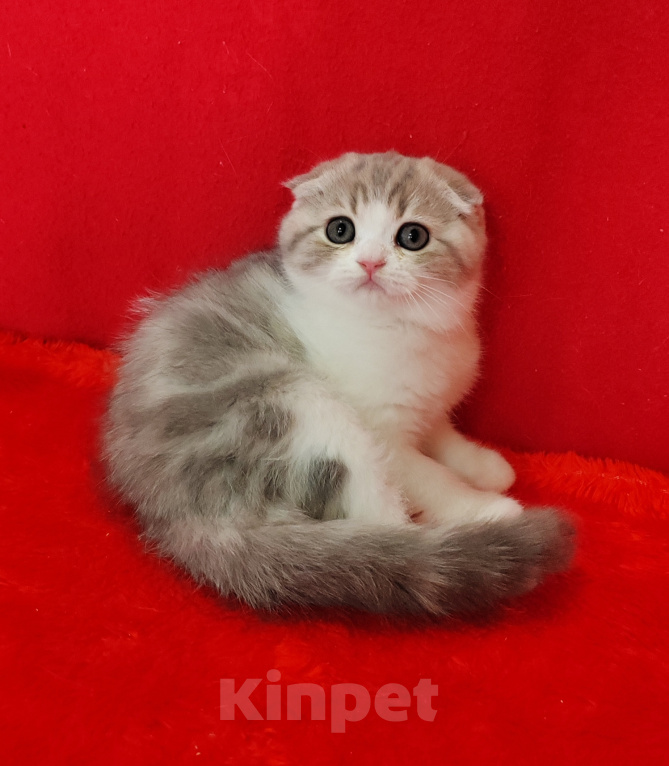 Кошки в Москве: Котик голубой мрамор на золоте с белым Мальчик, 20 000 руб. - фото 5
