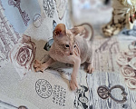 Кошки в Санкт-Петербурге: Нереальная мраморная красотка Девочка, 30 000 руб. - фото 4