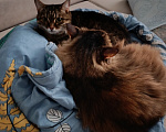 Кошки в Янауле: На время или кто хочет могу на постоянку Девочка, Бесплатно - фото 1