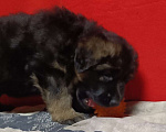 Собаки в Ангарске: Щенки длинношёрстной немецкой овчарки  Мальчик, 50 000 руб. - фото 4
