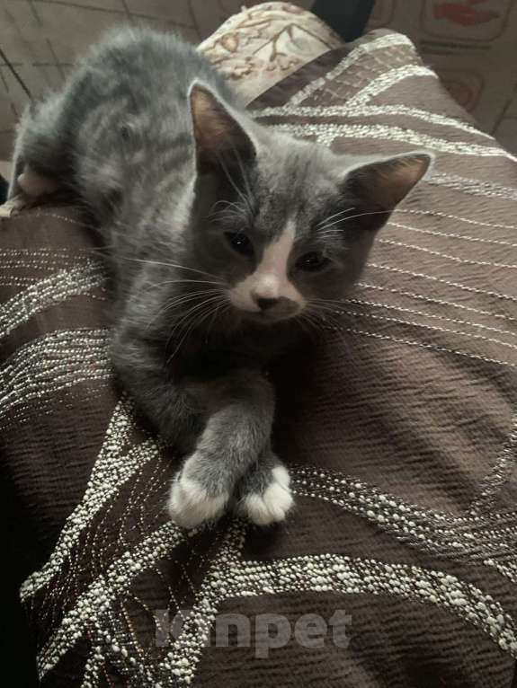 Кошки в других городах Ленинградской области: Дымка Девочка, Бесплатно - фото 2