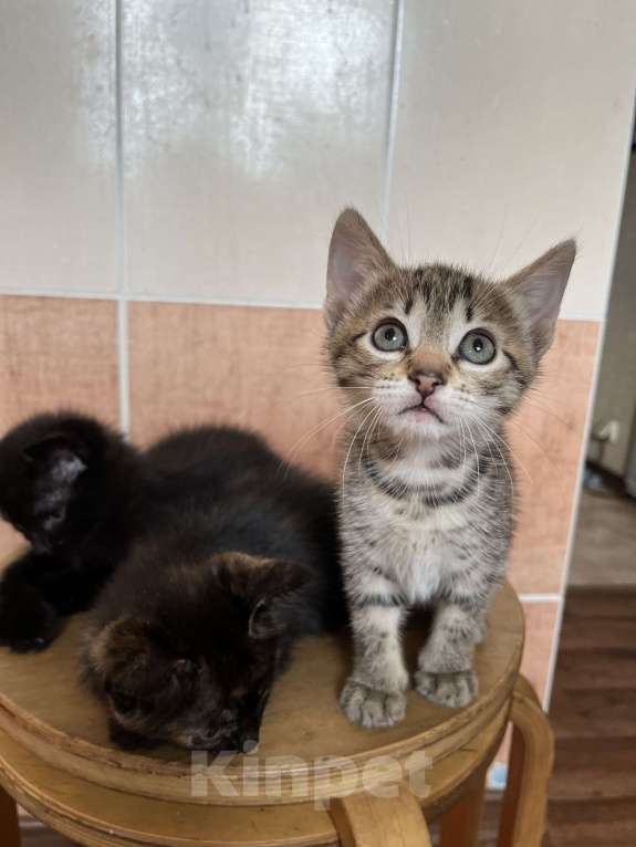 Кошки в Ростове-на-Дону: Луи Девочка, Бесплатно - фото 2