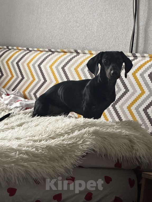 Собаки в Тюмени: Продам мини-таксу Девочка, 10 000 руб. - фото 8