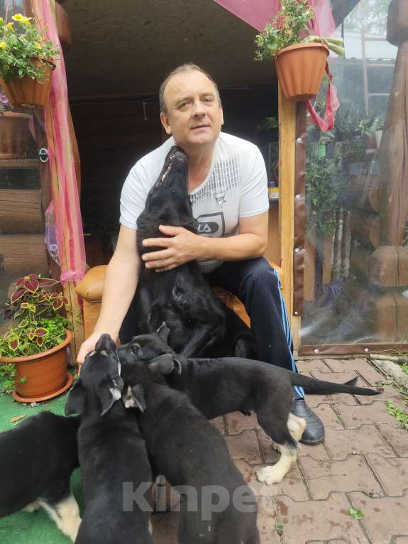 Собаки в Омске: Щенок ВЕО, девочки Девочка, Бесплатно - фото 3