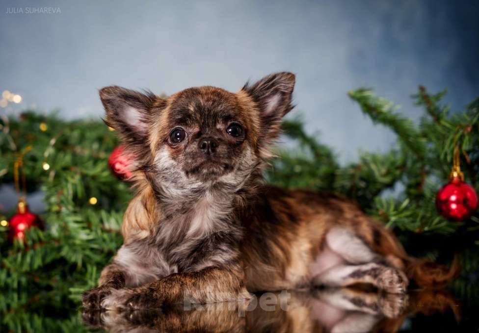 Собаки в Тольятти: Девочка чихуахуа подрощенная длинношерстная тигровая Девочка, 60 000 руб. - фото 1