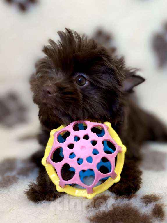 Собаки в Москве: Шоколадный йорк девочка Девочка, Бесплатно - фото 4