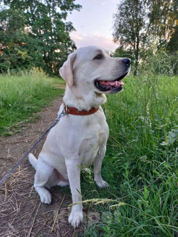 Собаки в других городах Ленинградской области: Щенок лабрадора-ретривера Мальчик, 15 000 руб. - фото 3