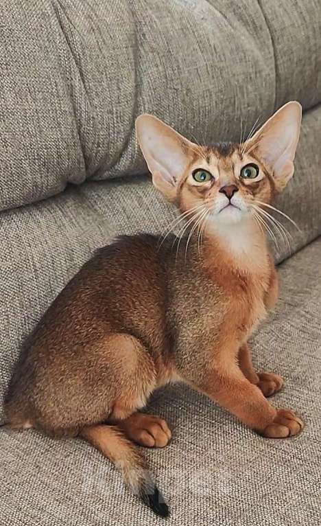 Кошки в Краснодаре: Абиссинские котята  Мальчик, 70 000 руб. - фото 6