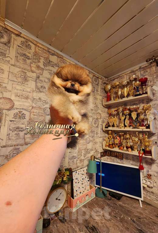 Собаки в Москве: Курносый яркий мальчик померанского шпица РКФ Мальчик, Бесплатно - фото 3