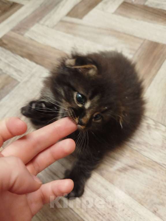 Кошки в Екатеринбурге: Отдам кота в добрые руки  Мальчик, Бесплатно - фото 5