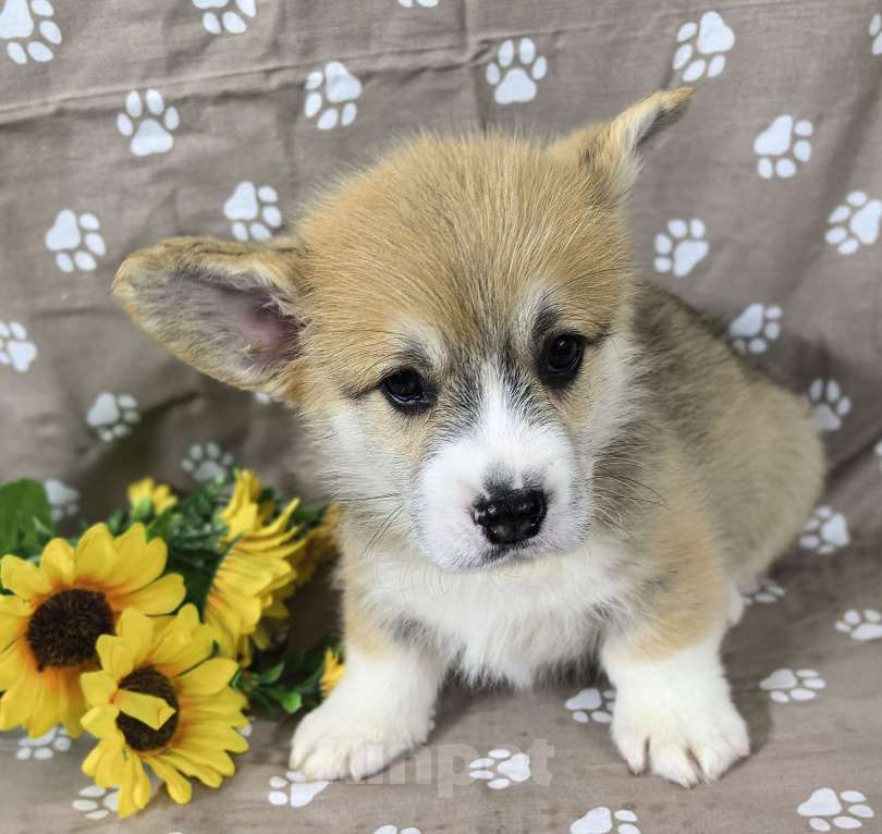 Собаки в Москве: Вельш корги меброк Мальчик, 60 000 руб. - фото 4