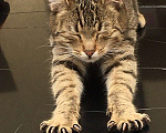 Кошки в Сочи: Обаятельные кошечка и котик Девочка, 10 руб. - фото 1